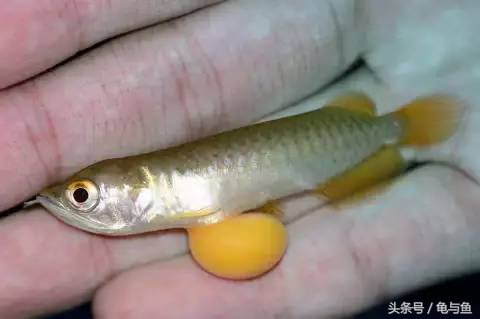 过背金龙鱼成长记录,过背金龙鱼1个月能长多少