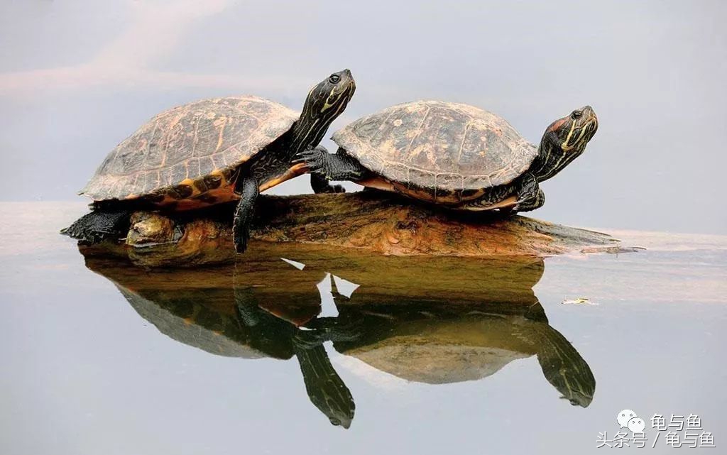 养乌龟的哪些误区,养宠物龟误区