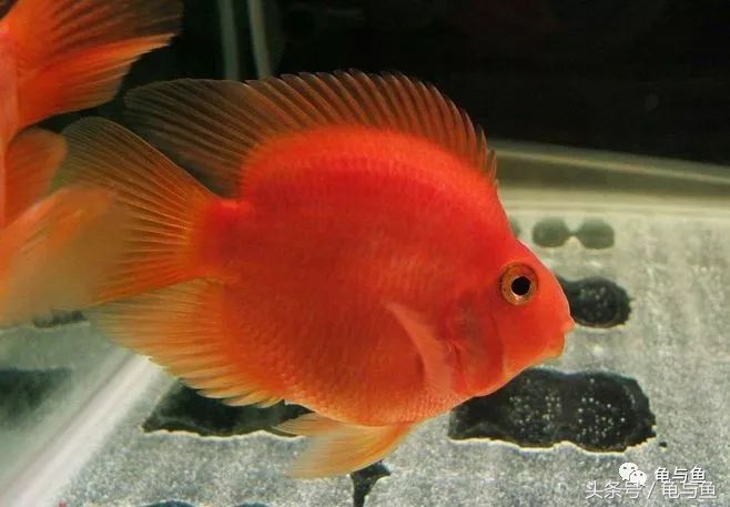 甩尾后的迷你鹦鹉鱼怎么饲养,迷你鹦鹉鱼的小鱼的饲养方法