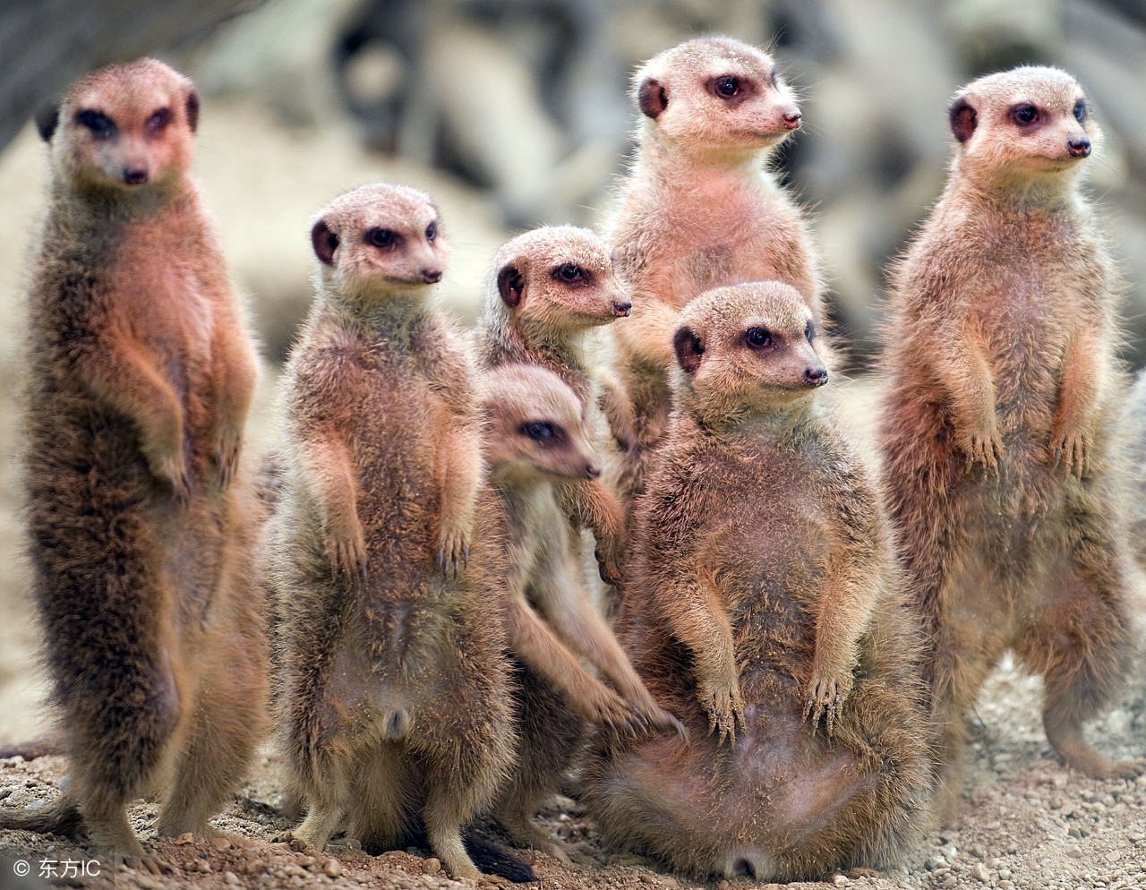 没有幽默感的人觉得自己幽默,没有幽默感的人