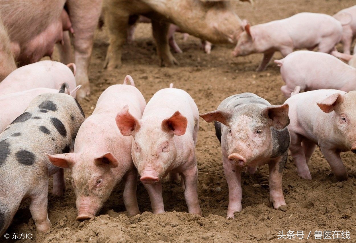 各种病猪的前兆,养猪人员必看猪生病前的几个征兆