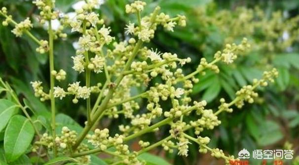 果农怎么保果,果树保花小妙招