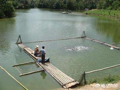 农村养鱼的出路和前景,农村鱼塘养殖和种植什么比较赚钱