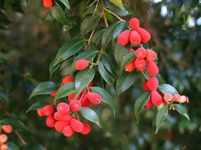 和草莓差不多的水果,哪些水果有别的名称呢