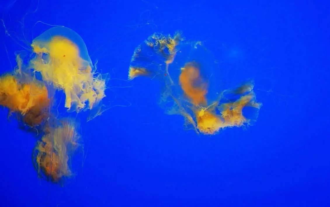 海洋世界里的水母,海洋世界公主