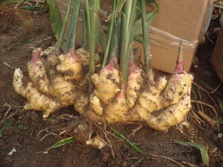 大姜治病方子,天然止痛特效药