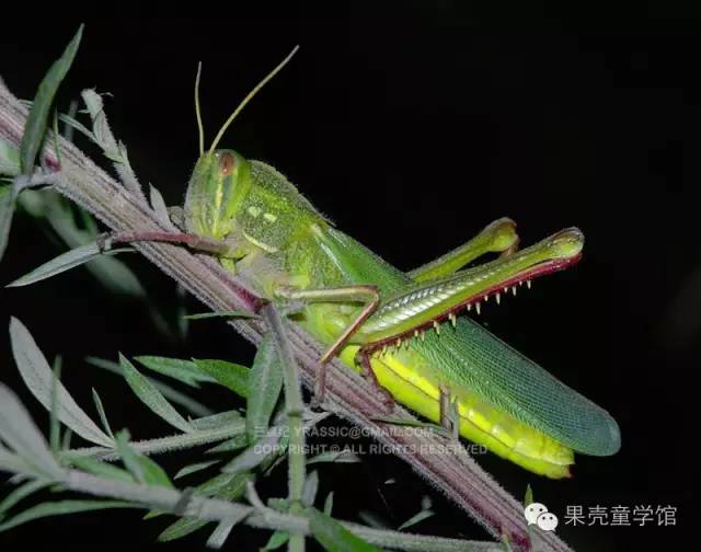 带小孩出去玩要小心一些什么虫,虫子带孩子去哪里玩比较好