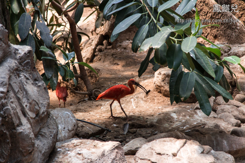 ​[凤麒儿]北京动物园——与动物的亲密接触