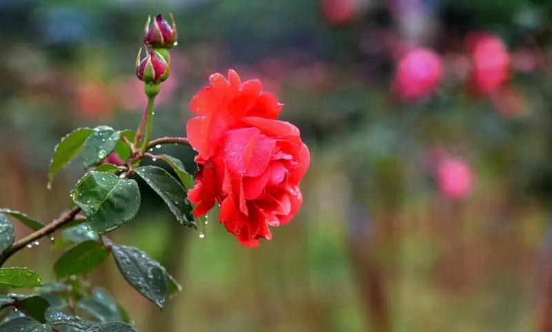 正是玫瑰盛开时,南京的玫瑰园盛开的季节是何时