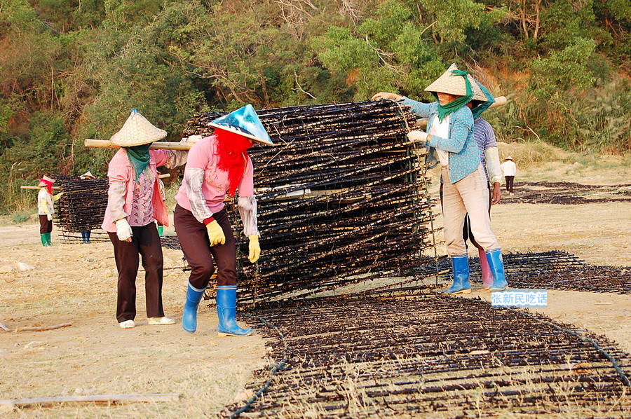 紫菜堪称海藻之王，但潮汕人为什么要说“浪险过打紫菜”呢？