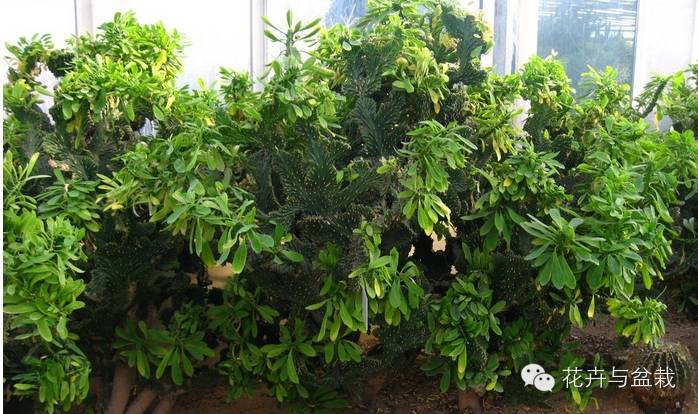 麒麟掌有毒吗用啥能解毒,麒麟掌有毒吗误食了怎么办