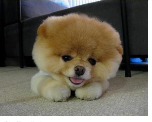 博美眼睛老流泪怎么办,为啥狗狗总是泪汪汪的?