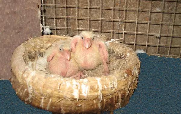 国内外白鸽品种及赏欣