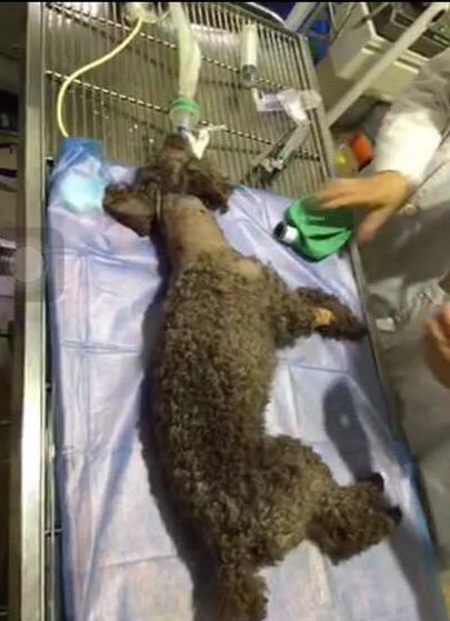 小狗脖子被撕烂险丧命，被缝48针惨不忍睹。