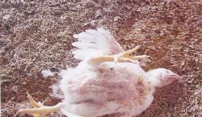 鸡病判断法,鸡的常见疾病及临床表现