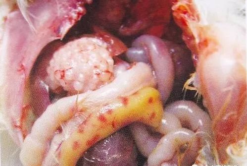 鸡病判断法,鸡的常见疾病及临床表现