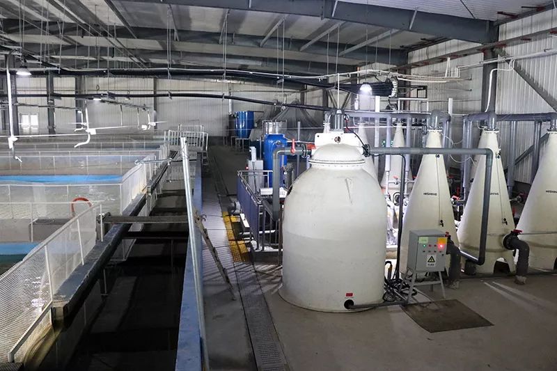 日本养殖银鲑鱼,淡水鲑鱼养殖