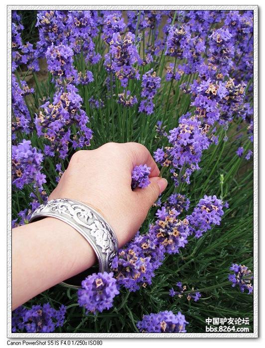 梦里花开——*疆新**，又一次的心动