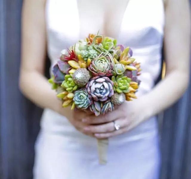 ins多肉,外国大神多肉