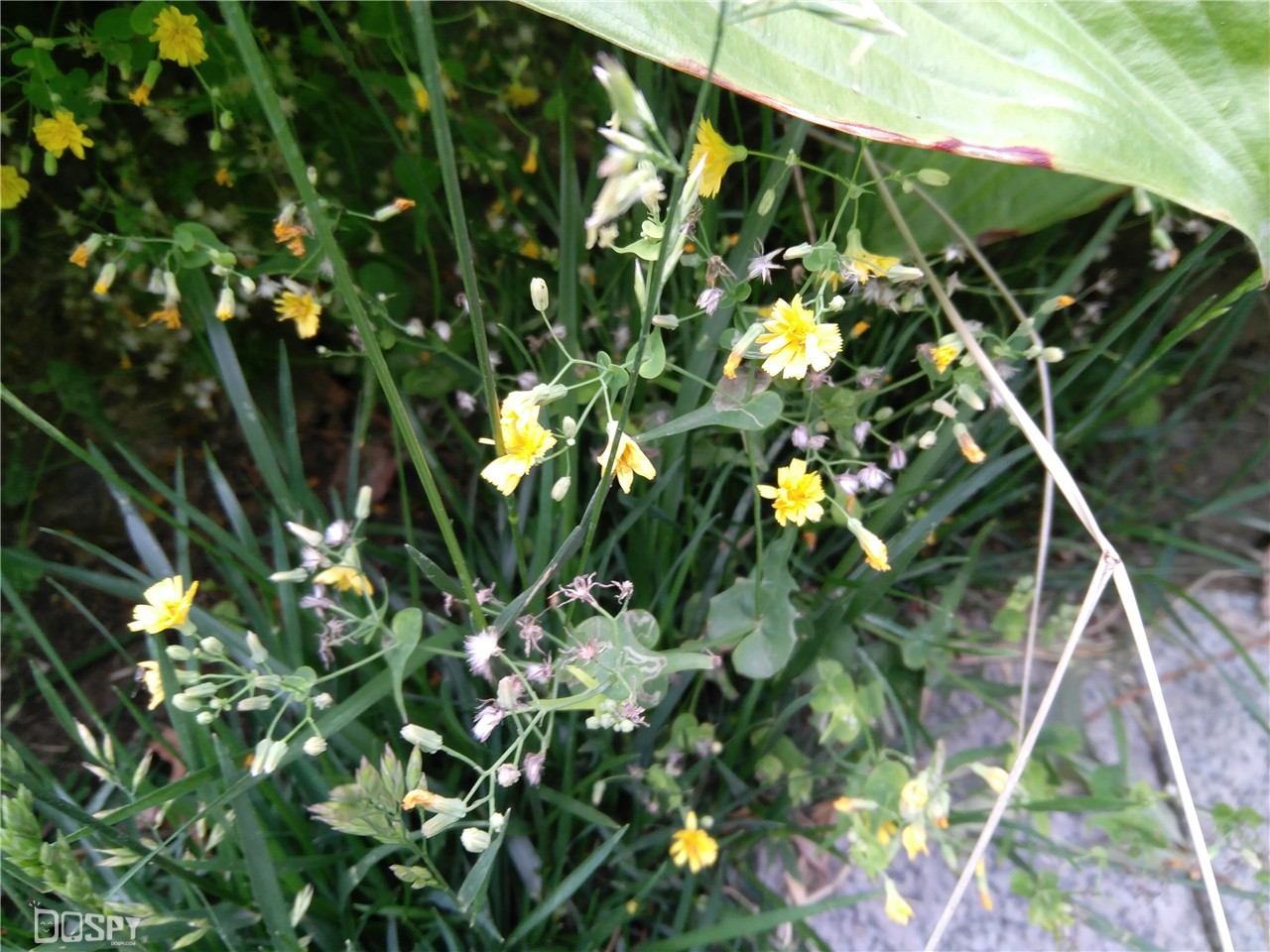 智玩部落：骁龙820无惧挑战小屏新旗舰联想ZUKZ2评测