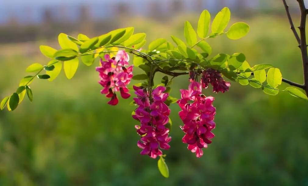 关于绿槐的诗文,绿槐阴最厚全诗