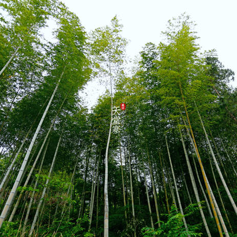 探秘大别山天堂寨的自然美景,天堂寨和大别山哪个更值得去