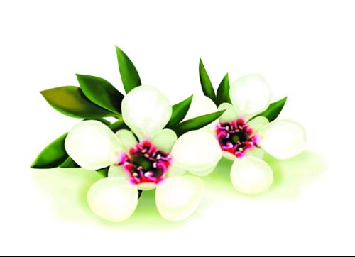 麦卢卡蜂蜜养胃的正确吃法,麦卢卡蜂蜜硬糖的正确吃法