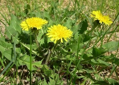 蒲公英20种功效,多种蒲公英都有清凉的作用吗