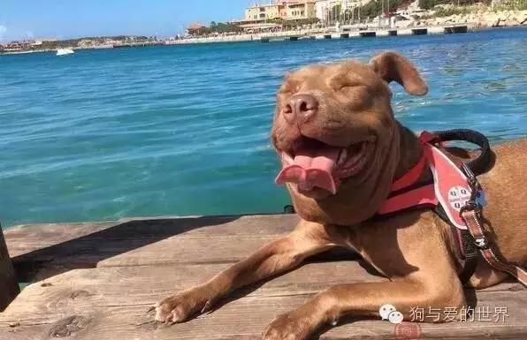 PO!闻主人臭脚狗狗转头作呕外国情侣办婚礼请1000只喵星