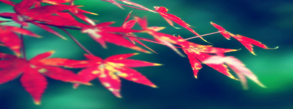 一片叶子的现代诗,一片叶子诗句