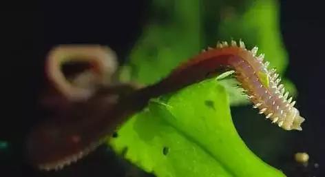 这些“恶心”的福建美味!恐怕顶级的福建吃货也难以吃到了……