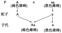养蜂的蜜蜂是怎样变成蜂王的 (养蜜蜂的蜂农是怎样养蜂的)