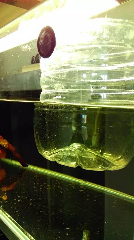 血脉奋“斗”历程--国斗繁殖实录(1)生命的起源