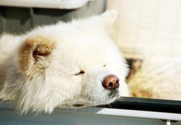 导盲犬小q动漫片影评,导盲犬小q电影总结