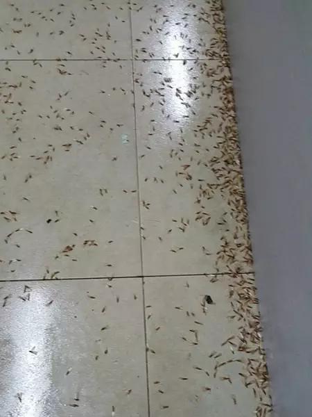 超恐怖！惠州一民居被几千只不速之客闯入