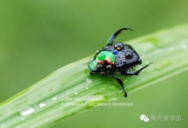 带小孩出去玩要小心一些什么虫,虫子带孩子去哪里玩比较好