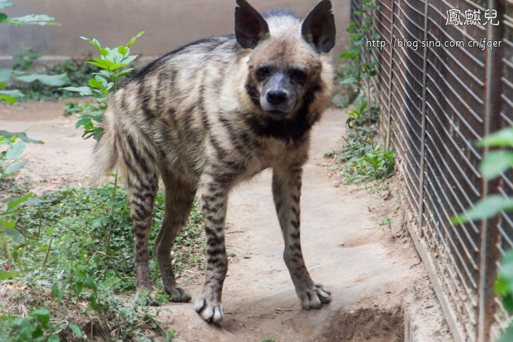 ​[凤麒儿]北京动物园——与动物的亲密接触