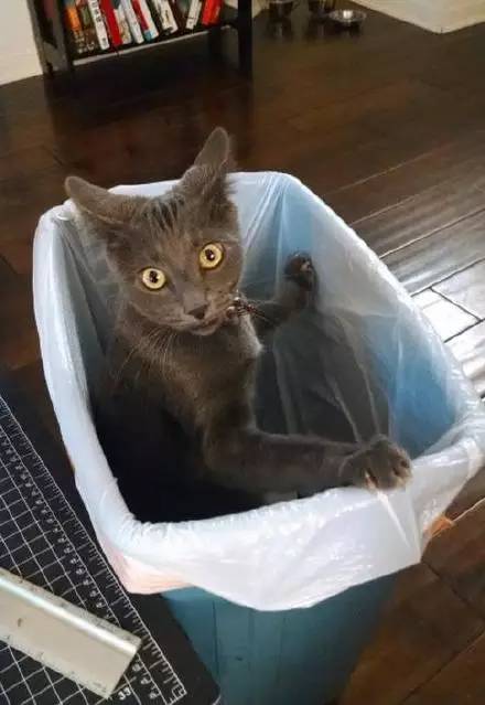 猫突然不见了该怎么办,早上喂猫发现猫不见了