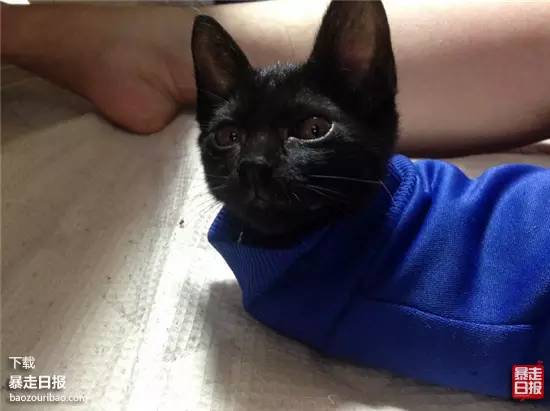 猫突然不见了该怎么办,早上喂猫发现猫不见了