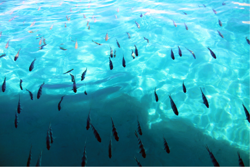 毛里求斯旅游计划,毛里求斯岛旅游