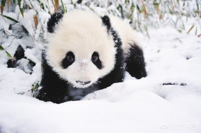 大熊猫吃羊怎么处理,野生大熊猫被什么动物吃了
