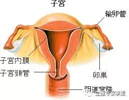 子宫内膜厚度7mm可能受孕了吗,排卵期子宫内膜厚度多少算正常