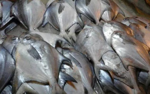 白鲳鱼什么时间肥美,东海鲳鱼什么季节最肥美