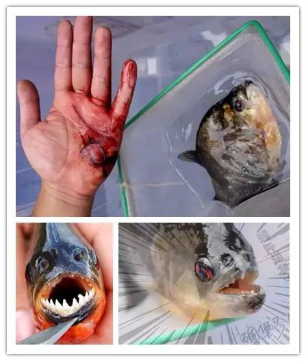 海淘天价蚂蚁｜万一被咬剧烈疼痛，就像赤脚走在火炭上、铁钉扎入脚后跟！