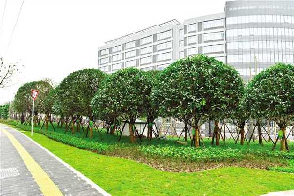 重庆渝北区小众免费景点,重庆野采好去处