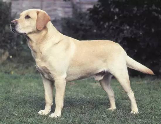 极品丁香色陨石边牧图片,陨石色边牧为什么不建议养