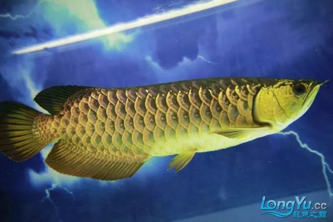 一招教你选龙鱼,龙鱼饲养经验交流