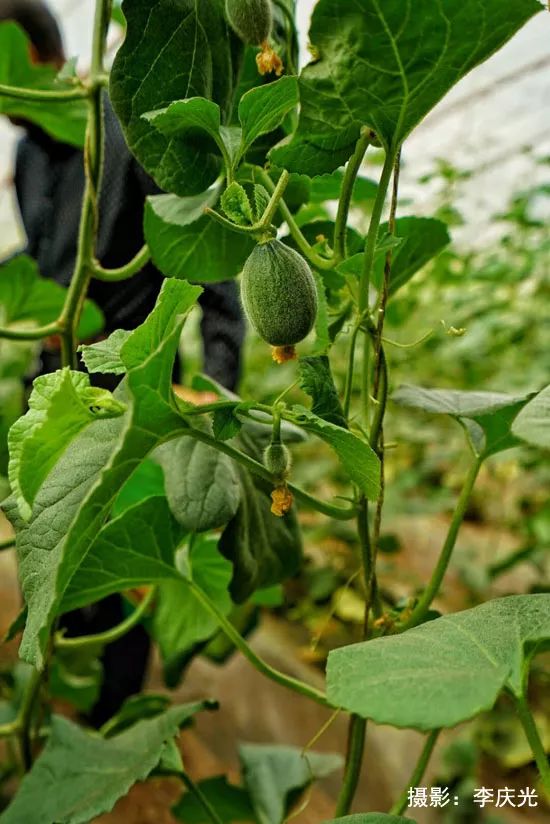 磴口的华莱士哪里有卖,天下第一瓜只有在磴口能吃上