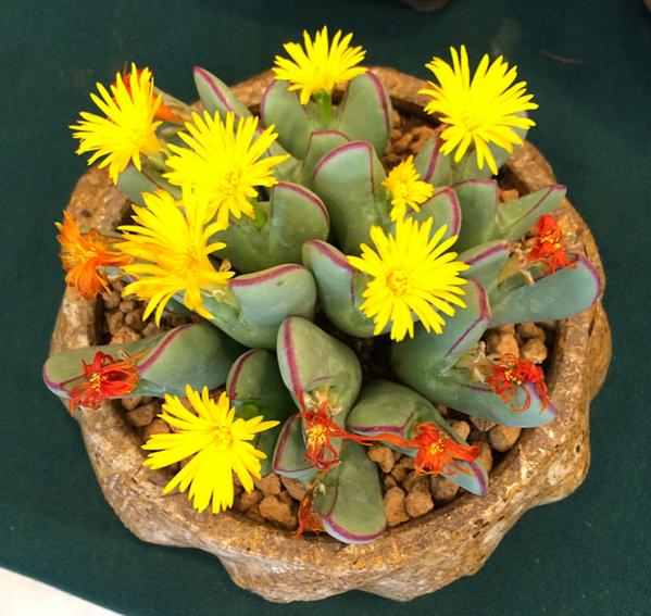 多肉开花了以后怎么处理,多肉开花枯了怎么办