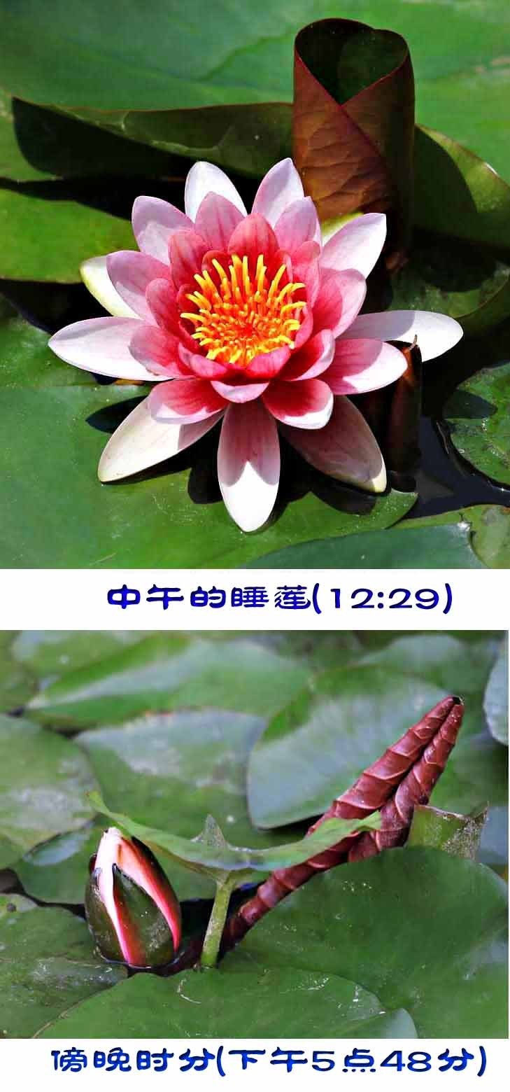 睡莲和荷花的区别在哪,睡莲与荷花有什么区别和联系